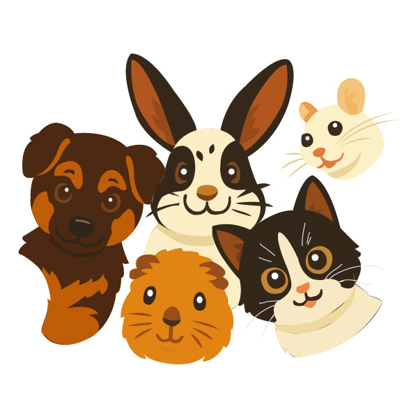 Shop Petprovo today and discover a world of deliciousness and fun for your furry friend!