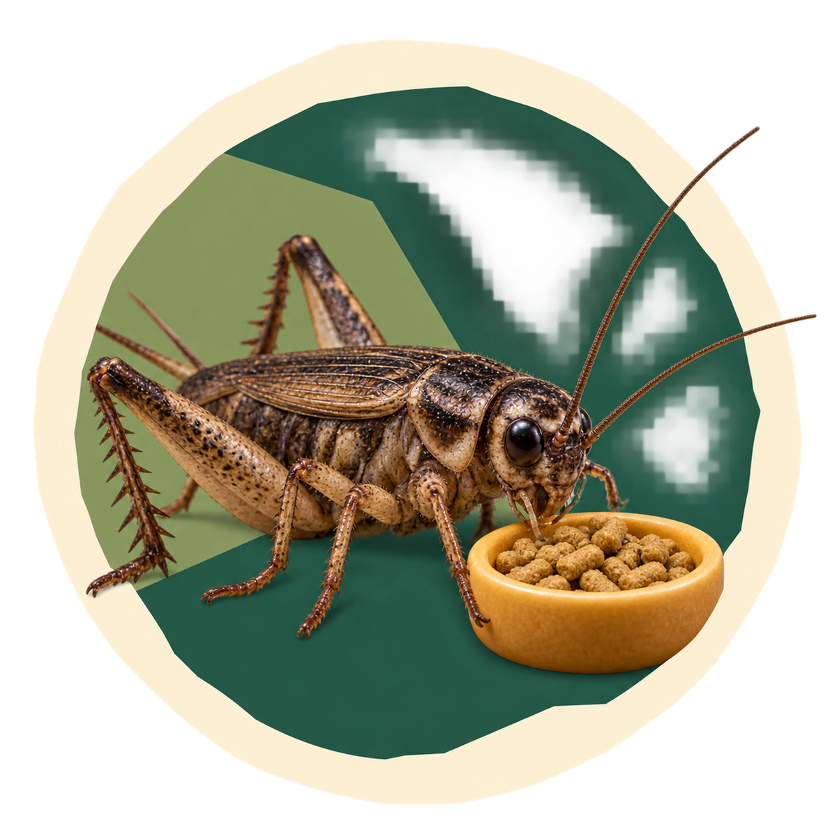 Feeder Insect Feed
