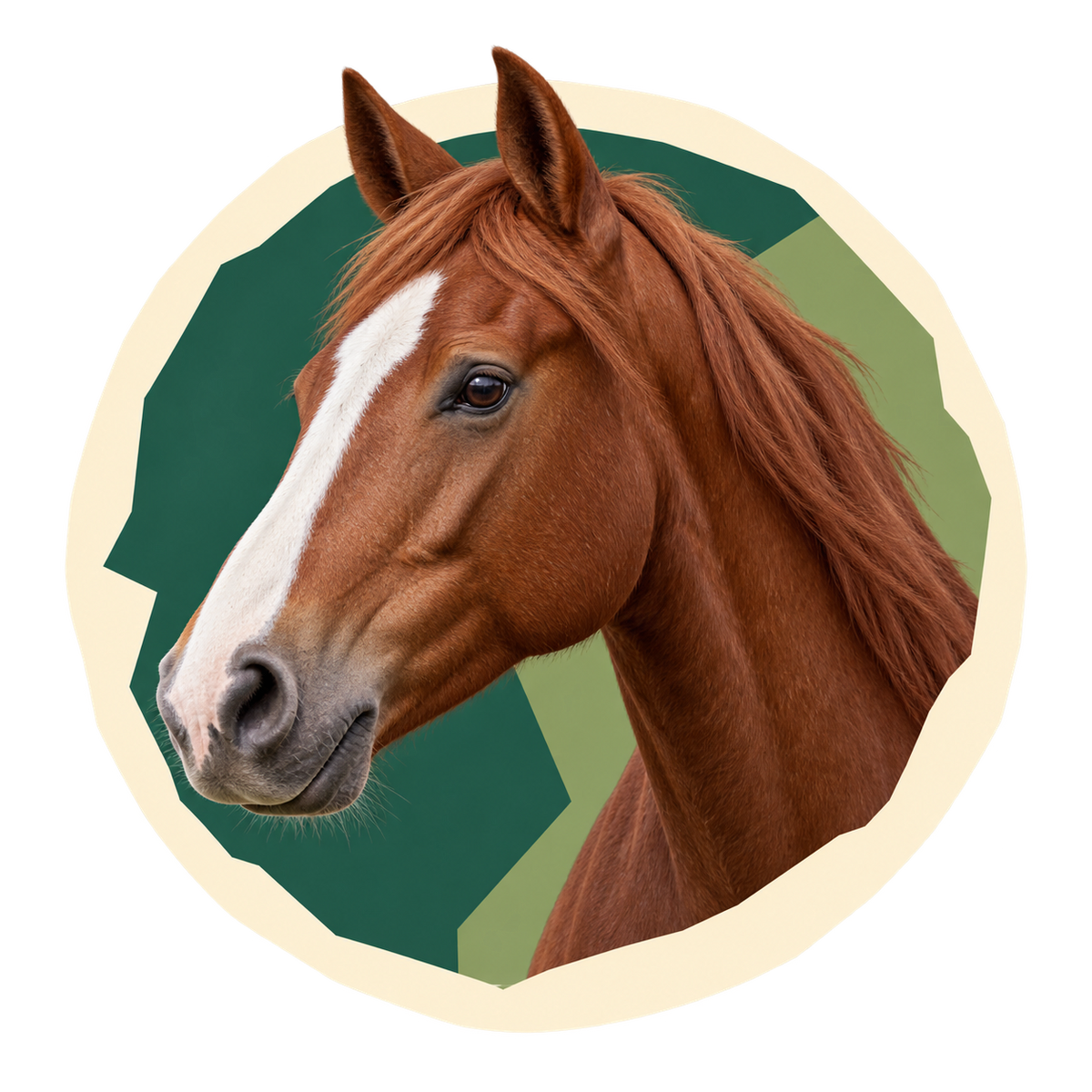 Horses and More