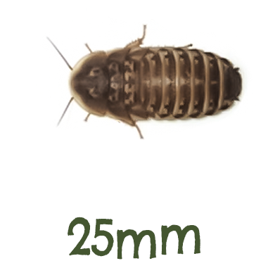 Live Feeder Dubia Cockroaches