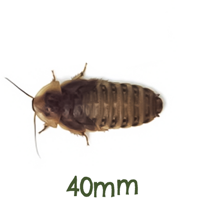 Live Feeder Dubia Cockroaches