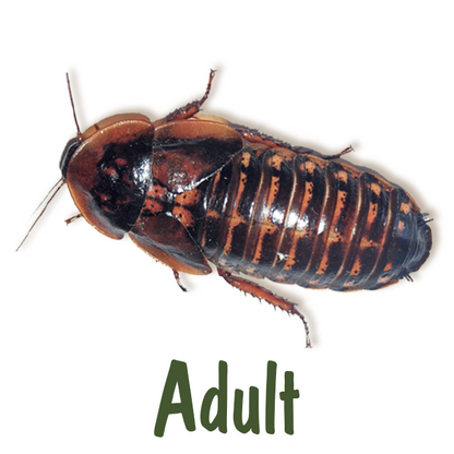 Live Feeder Dubia Cockroaches