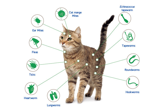 NexGard COMBO Spot-On for Cats | All-in-One Parasite Treatment