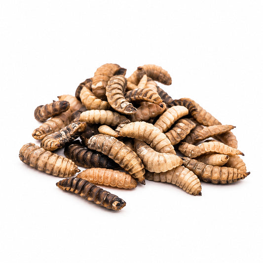 Dried black soldier fly larvae in a small pile on white, showing natural tan and brown colour variations.