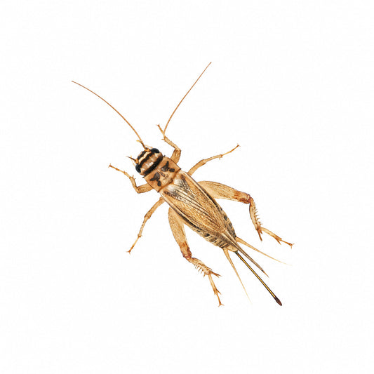 Live feeder cricket shown from above on a white background, with the full body, legs and antennae visible.