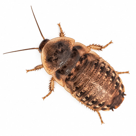 Live Dubia feeder cockroach nymph shown from above on a clean white background.