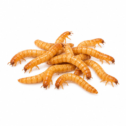 Live feeder mealworms shown as a small group on a clean white background. Packs are selected by weight.