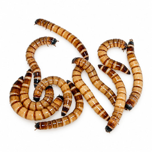 Live superworms shown together on a clean white background, with their amber segmented bodies visible.
